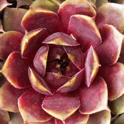 Sempervivum - Dachwurz - Hauswurz